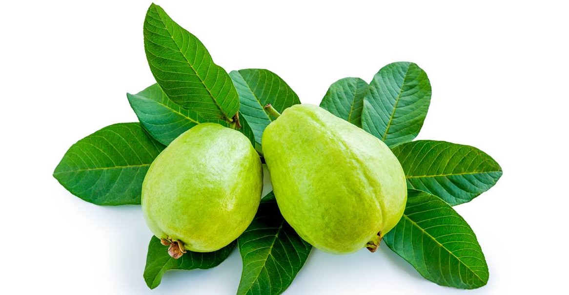 Guava Small