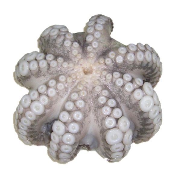 Octopus Whole Frozen 1Kg